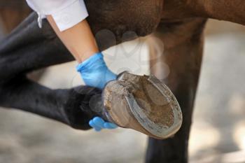 Veterinarian examining horse on farm, closeup�