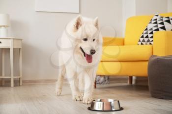 Cute Samoyed dog eating from bowl at home�