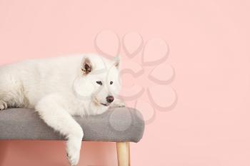 Cute Samoyed dog lying on bench near color wall�