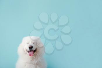 Cute Samoyed dog on color background�