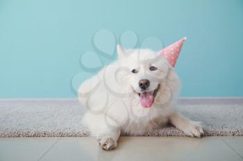 Cute Samoyed dog in party hat lying on floor near color wall�