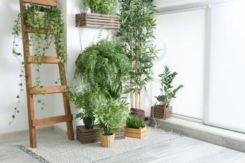 Green houseplants near white wall in room�