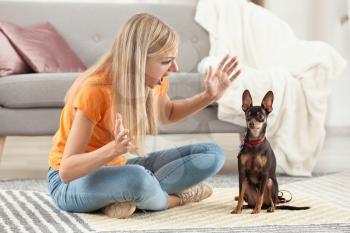 Angry young woman scolding her toy terrier dog at home�
