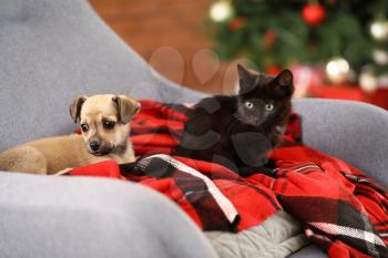Cute kitten with puppy resting in armchair at home on Christmas eve�