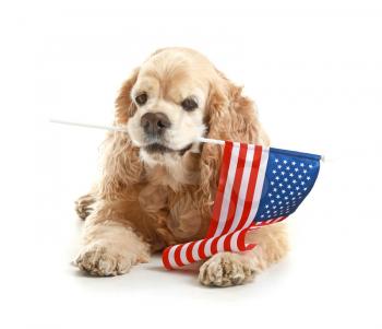 Cute cocker spaniel dog with USA flag on white background. Memorial Day celebration�