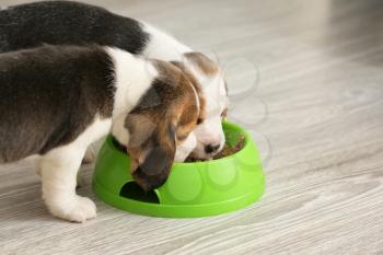 Cute beagle puppies eating food from bowl at home�