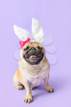 Cute pug dog with bunny ears on color background�