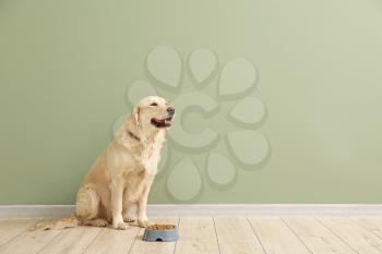 Cute dog and bowl with food near color wall�