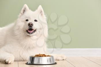 Cute Samoyed dog and bowl with food near color wall�