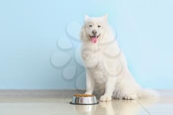 Cute Samoyed dog and bowl with food near color wall�