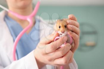 Veterinarian examining cute hamster in clinic�