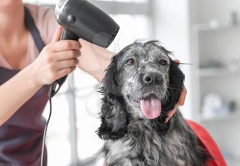 Female groomer drying dog's hair after washing in salon�