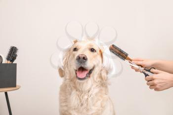 Female groomer taking care of cute dog in wig on light background�