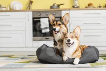 Cute corgi dogs with pet bed in kitchen at home�