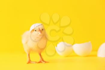 Cute hatched chick on color background 