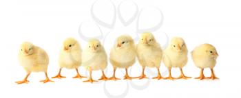 Cute hatched chicks on light background�