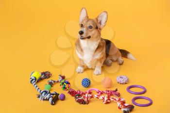 Cute dog with different pet accessories on color background�
