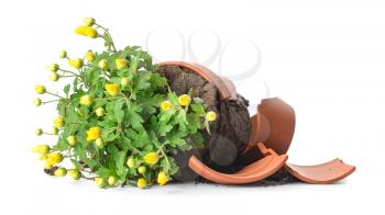 Broken flower pot and plant on white background�