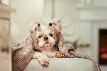 Cute dog with warm plaid at home. Concept of heating season�
