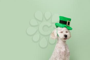 Cute dog with green hat on color background. St. Patrick's Day celebration�