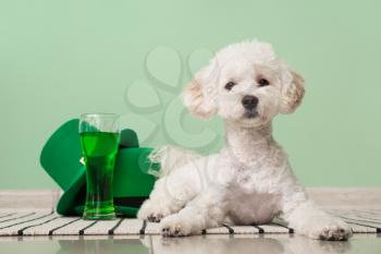 Cute dog with green hats and glass of beer near color wall. St. Patrick's Day celebration�