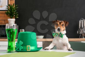 Cute dog with green hat and glass of beer at home. St. Patrick's Day celebration�
