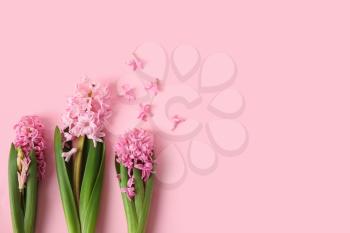 Beautiful blooming hyacinth plants on color background�