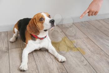 Owner scolding naughty dog for wet spot on floor�