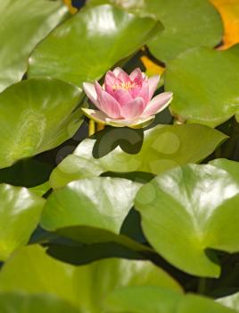 Royalty Free Photo of a Water Lily