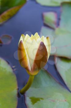 Royalty Free Photo of a Yellow Water Lily