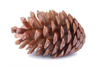 Big fir cone isolated on white background