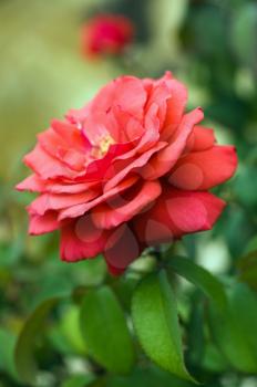 Beautiful red rose on the natural background.Shallow focus