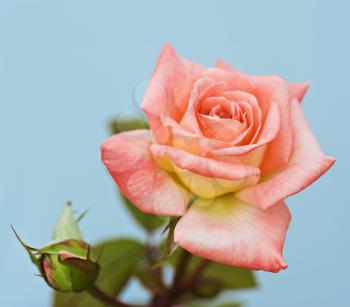 Beautiful pink rose on the natural background.Shallow focus