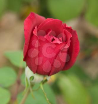 Beautiful red rose on the green natural background.Shallow focus
