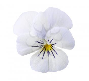 Viola flower isolated on white background