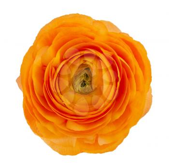 Orange ranunculus asiaticus buttercup flower isolated on white background