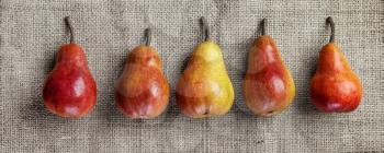 four colorful pears closeup on vintage burlap background