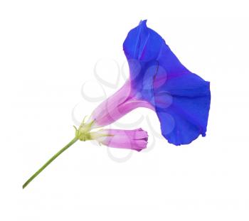 deep purple morning glory flower isolated on white background