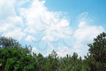 Royalty Free Photo of Pine Trees and the Sky