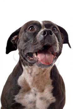 Royalty Free Photo of a Staffordshire Terrier