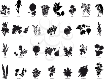 Royalty Free Clipart Image of Berry and Flower Silhouettes