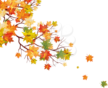 Autumn maple leaves background. Vector illustration.