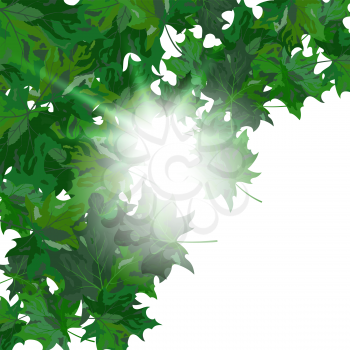 Summer maple leaves. EPS 10 vector illustration with transparency and meshes.