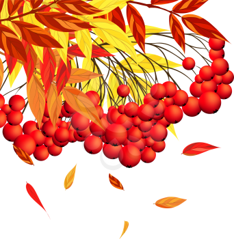 Autumn  Frame With Rowan Leaves and Berries Over White Background. Elegant Design with Text Space and Ideal Balanced Colors. Vector Illustration.