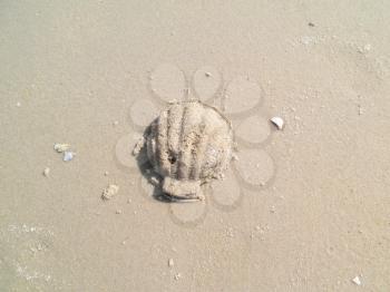 Royalty Free Photo of a Seashell in the Sand