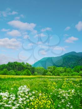 Spring blooming meadow on backdrop of mountains