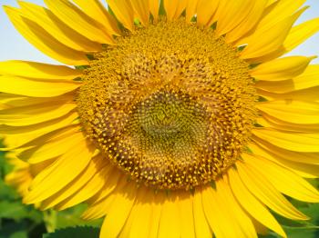 Royalty Free Photo of a Closeup of a Sunflower
