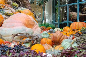 LAS VEGAS, NEVADA, USA - OCTOBER 21, 2013 : Autumn theme in a greenhouse at Bellagio Hotel in Las Vegas, Bellagio Hotel and Casino opened in 1998. This luxury hotel owned by MGM Resorts International 
