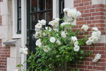 Twine white roses on the facade of brick house