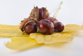 Royalty Free Photo of Chestnuts on Autumn Leaves
